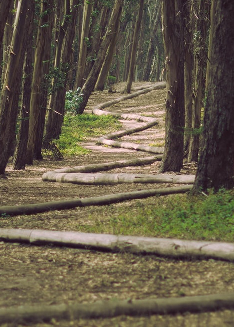 Winding pathway in the woods
