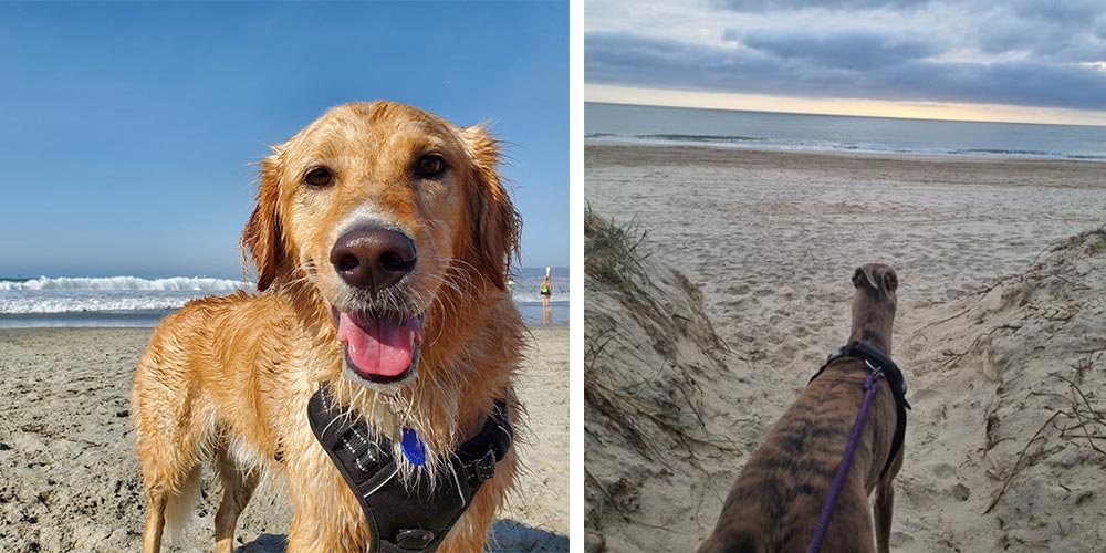 Two photos of dogs at the beach