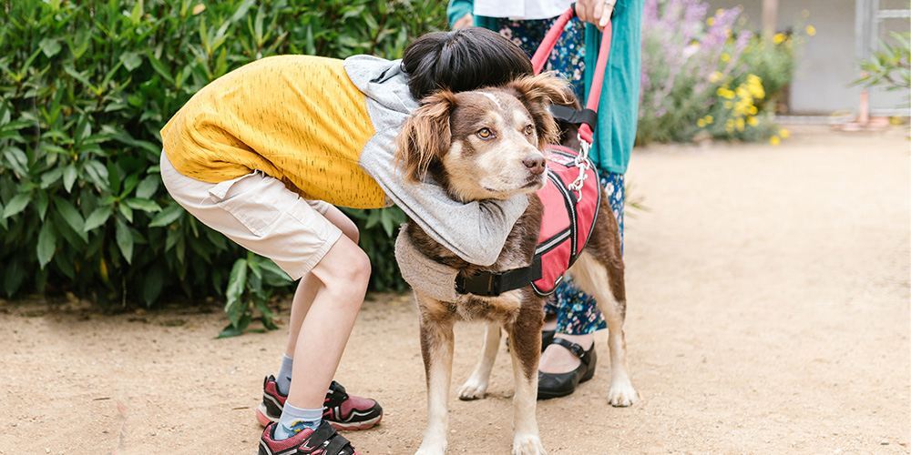 A person leaning down and hugging a dog. The dog is wearing a harness.