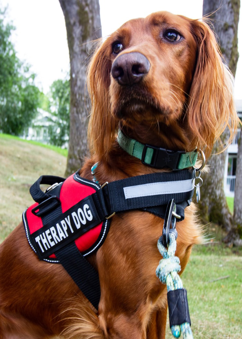 A dog with fluffy long ears wearing a harness that says therapy dog