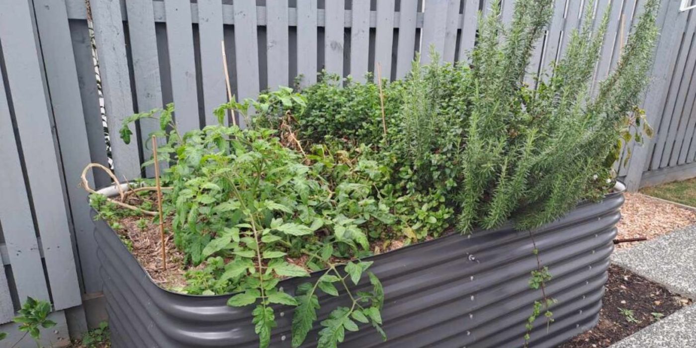 Image of a planter box with green plants growing in it